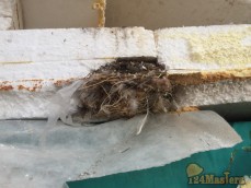 Гнездо в пенопласте (проуманные птички)